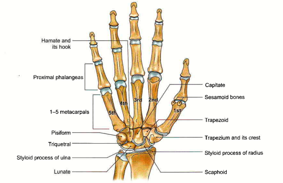 Neurological Rehabilitation Advanced therapies designed for individuals recovering from strokes, brain injuries, or managing conditions such as Parkinson’s disease, multiple sclerosis, and ALS. Our pr